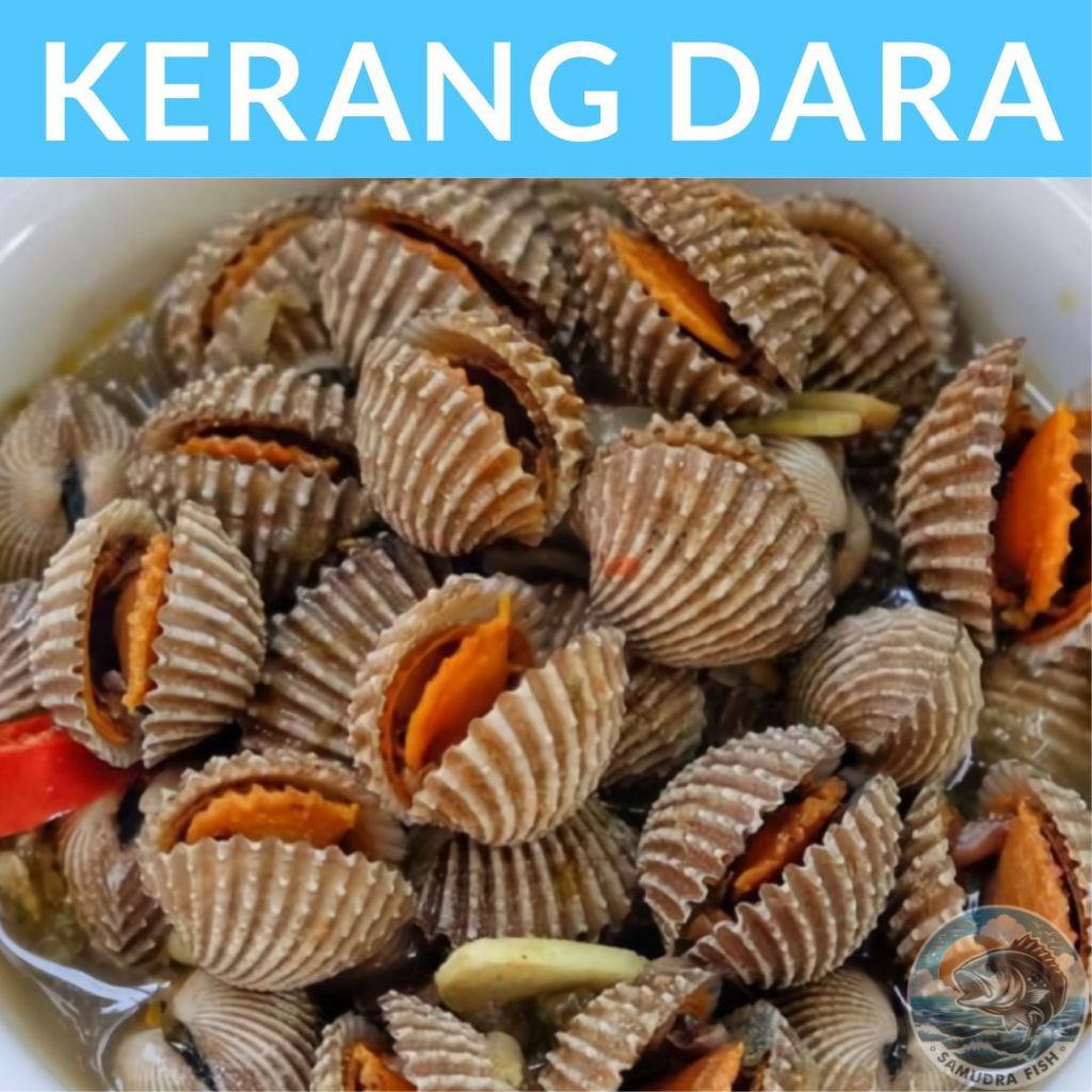 Jual Kerang Dara 500gr Ikan Semarang | Beli Ikan Segar Semarang ...
