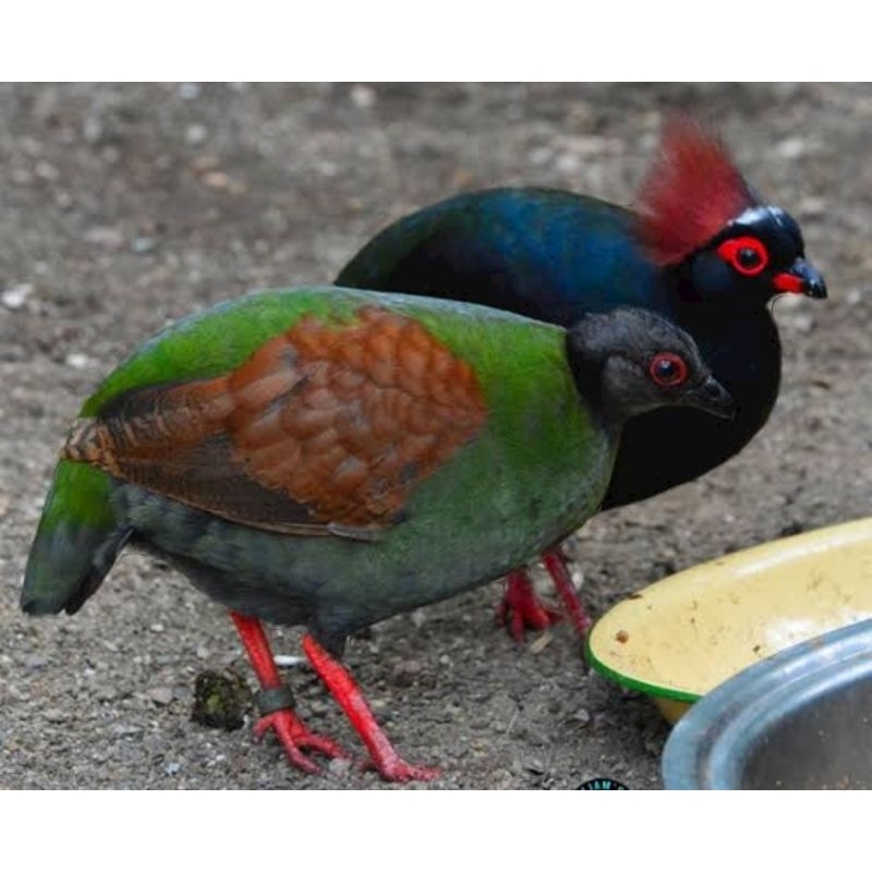 Jual Burung puyuh sengayan sepasang | Shopee Indonesia