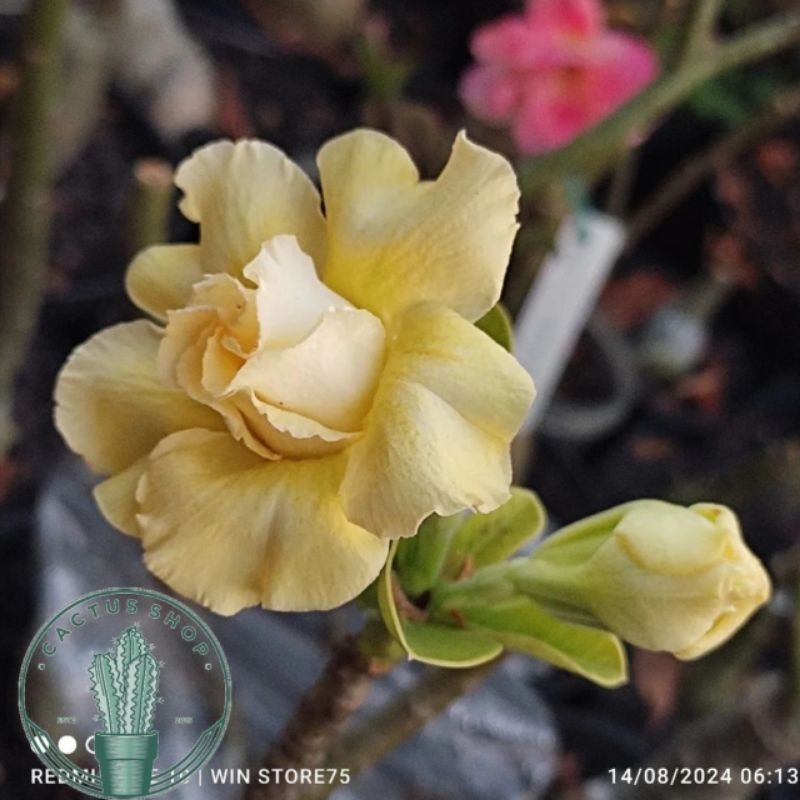 Jual ADENIUM BUNGA TUMPUK ID PRETTY LADY 2 / TANAMAN HIAS ADENIUM ...