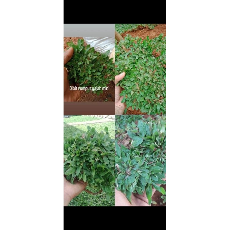 Jual Bibit rumput gajah mini termurah bisa (COD) rumput hidup - rumput ...