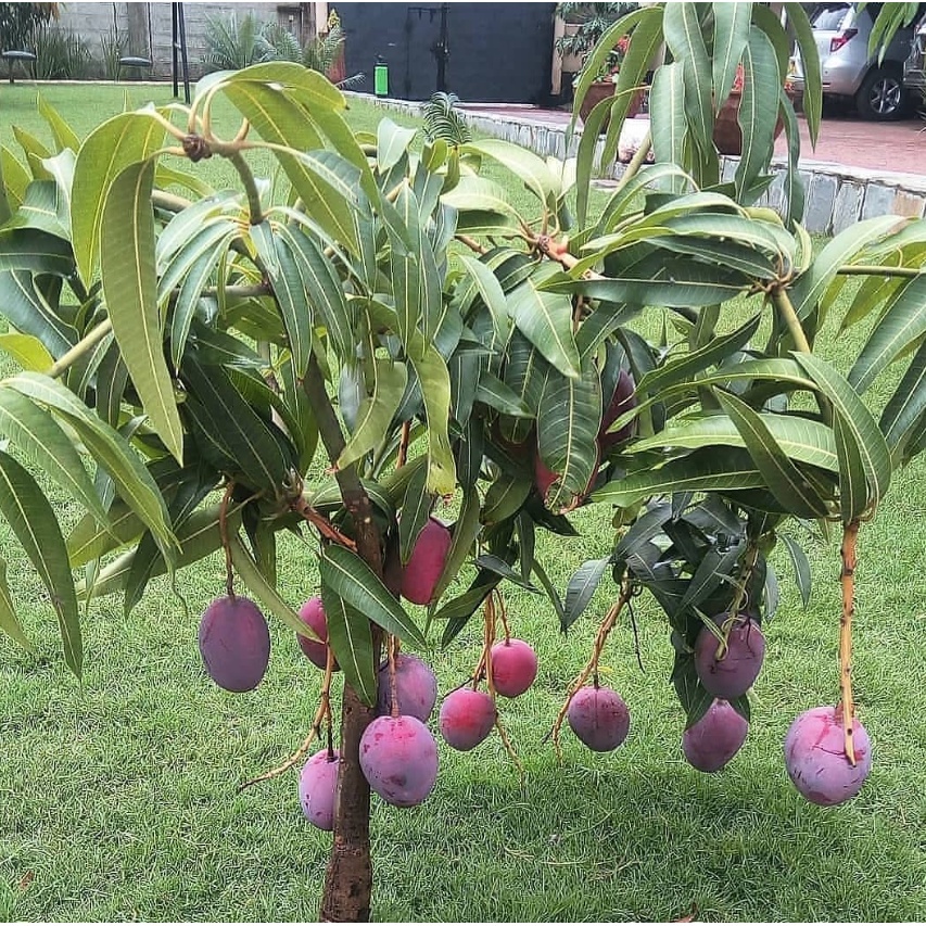 Jual Bibit Mangga Irwin Tinggi 1 meter Mangga Erwin Mangga Ungu Pohon