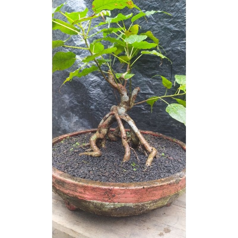 Jual bonsai bodhi pupus merah/ficus religiosa usia 10-12 tahun | Shopee  Indonesia