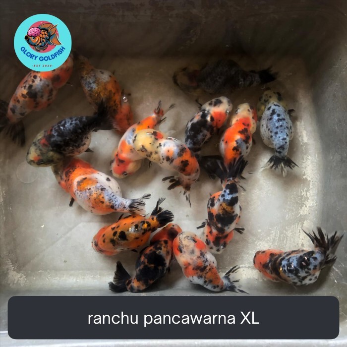 Jual Ikan Mas Koki Ranchu Rancu Buffalo Lionchu Lucu HIGH QUALITY ...