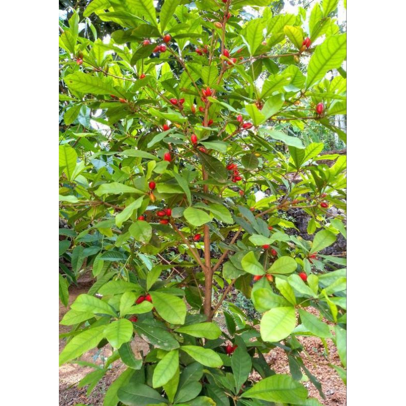 Jual Bibit Pohon Magic fruit - miracle fruit - Buah Ajaib( siap berbuah ...