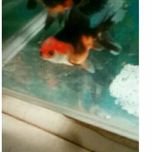 Jual ikan mas koki oranda BLack GoLd/tri co/panda bagong | Shopee Indonesia