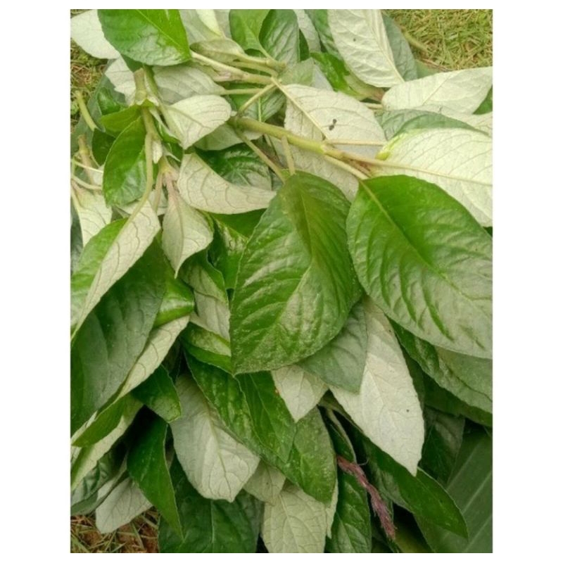 Jual daun rende|lalapan sunda 250 gram | Shopee Indonesia