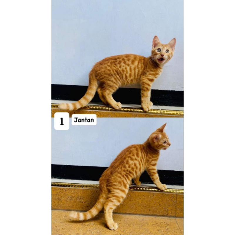 Jual Mix kucing bengal | Shopee Indonesia