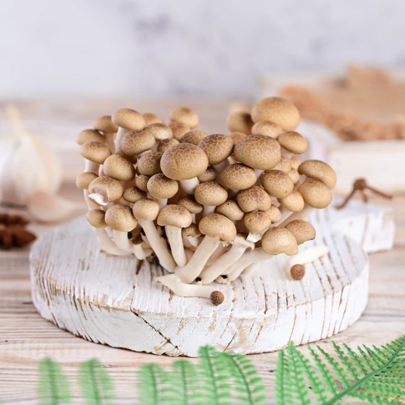 Jual Jamur Shimeji Cokelat (BunapiShimeji) Shopee Indonesia