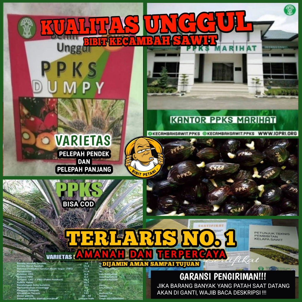 Jual BENIH POLONG KECAMBAH BIBIT SAWIT DXP PPKS DUMPY UNGGUL ...