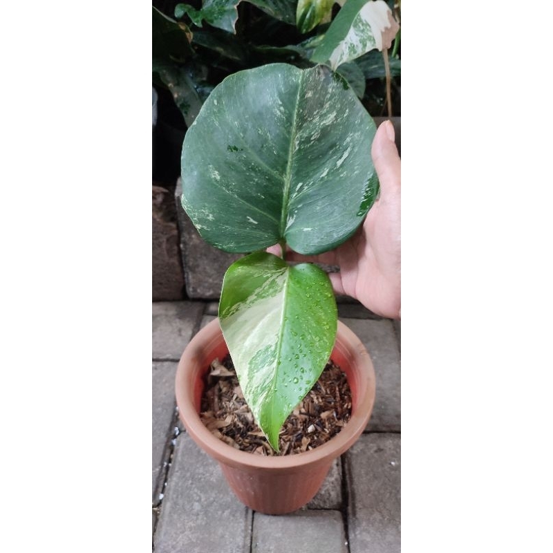Jual MONVAR / MONSTERA VARIEGATA MARBLE | Shopee Indonesia