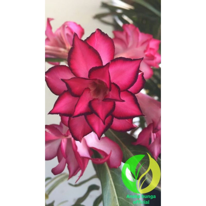 Jual Tanaman hias bunga adenium tumpuk pink exotic / bunga Kamboja ...