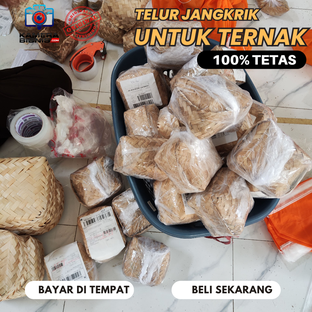 Jual Jual Telur Jangkrik Jenis Cliring Alam Kemasan 500 Gram Cocok