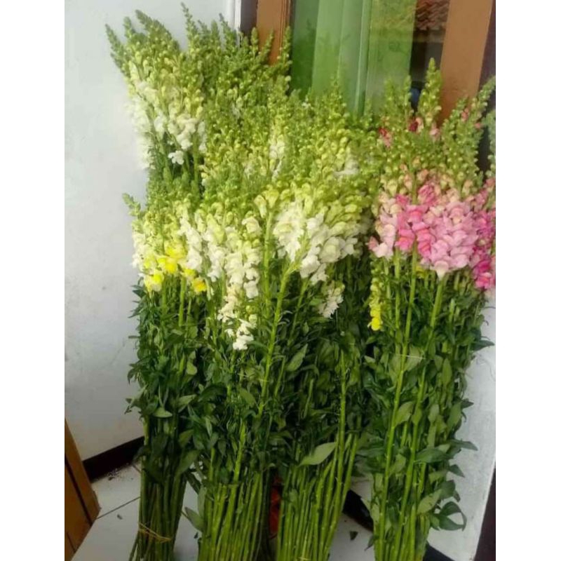 Jual bunga snapdragon 10 tangkai bunga potong segar | Shopee Indonesia