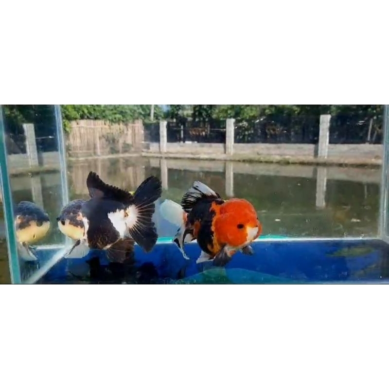 Jual Ikan Mas Koki Oranda Panda Shopee Indonesia