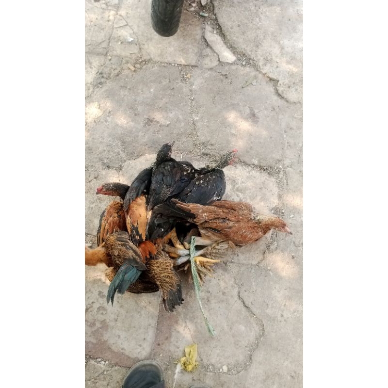 Jual ayam jago kampung super | Shopee Indonesia