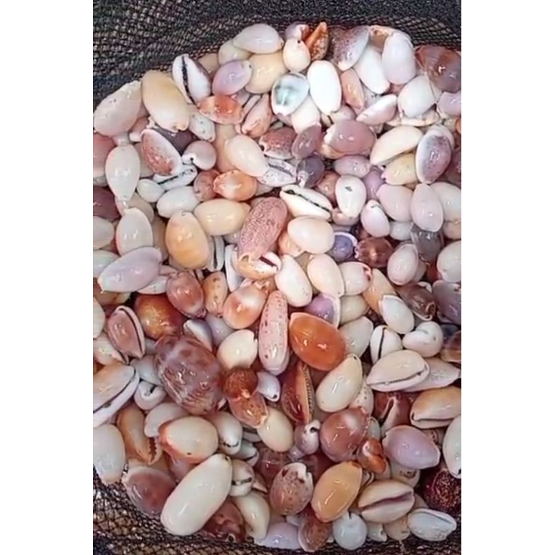 Jual Kerang asli laut 1kg | Shopee Indonesia