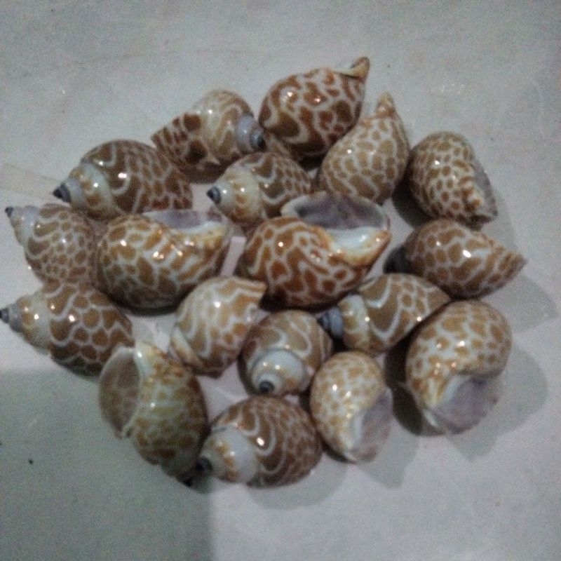 Jual Kulit kerang laut macan 1 kg | Shopee Indonesia