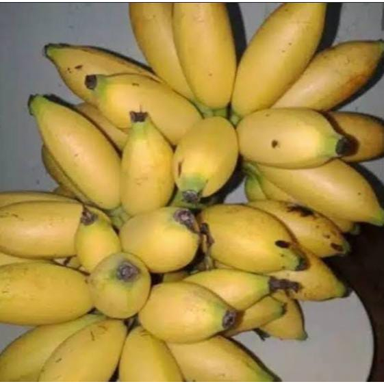 Jual Pisang barlin segar, pisang barlin, pisang fresh | Shopee Indonesia