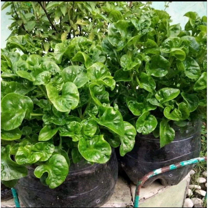  Shopee Indonesia Bildidee 