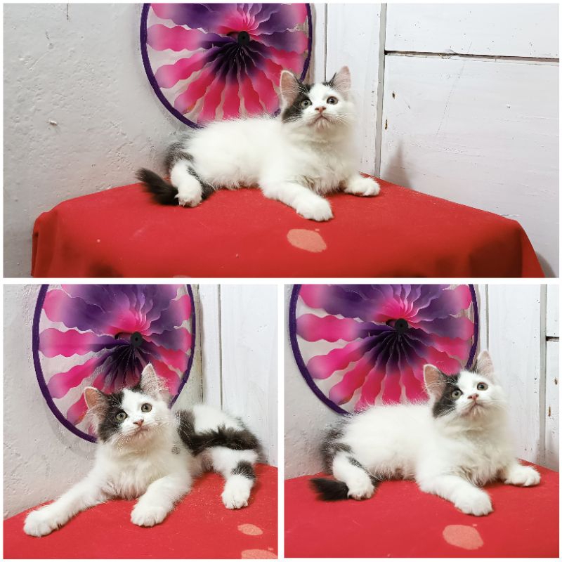 Jual Kucing Persia Putih Hitam |Free Ongkirs dan Keranjang | Shopee