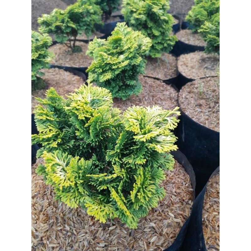Jual Cemara Inoki Casuarina Equisetifolia (Pusat Tanaman Hias Cihideung ...