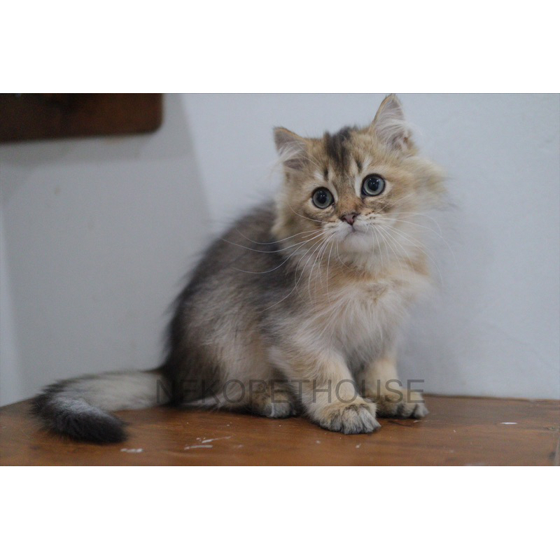 Jual British Longhair Black Golden Kucing Anak Kucing Kitten Lucu Gemas ...