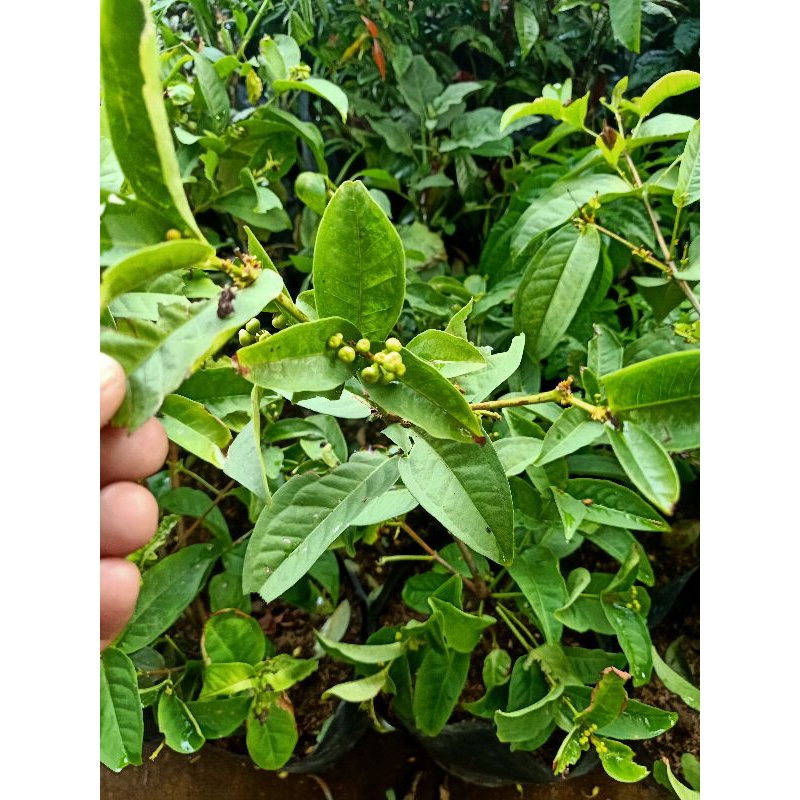 bibit Jambu air Kancing Merah berbunga