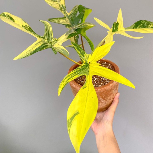 Philodendron Florida Beauty Variegata – Talee Di Pianta Da Interno, Foglie Gialle/verdi/bianche - Foto 2