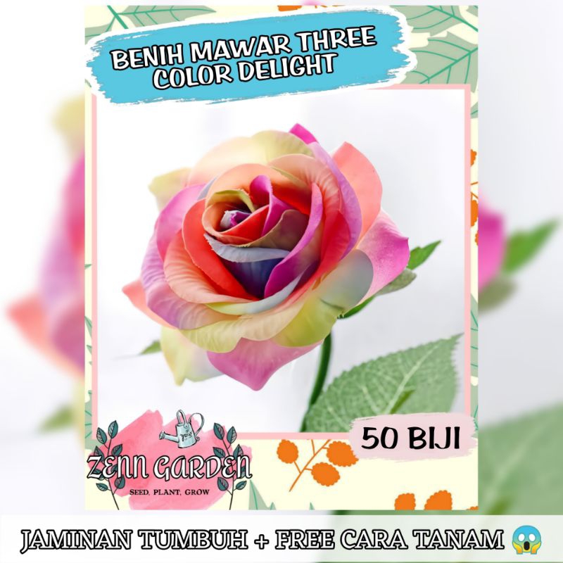 Jual Refa 50 Biji Benih Mawar Pelangi Original Premium Mudah Tumbuh