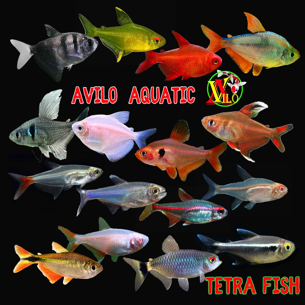 Jual paket grosir ikan aquascape tetra fish berbeda jenis campur ...