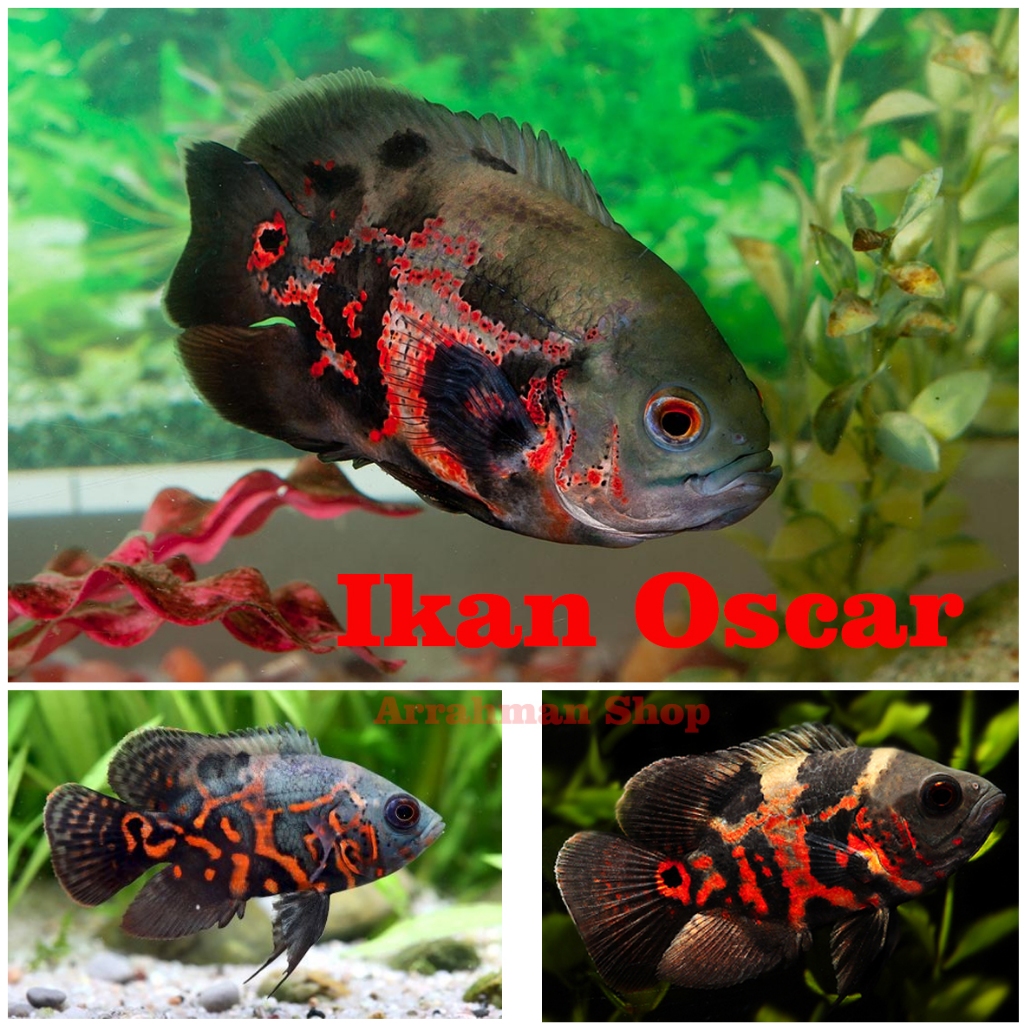 Jual Ikacn Oscar - Oscar Batik - Oscar Batik Tiger American Cichlid ...