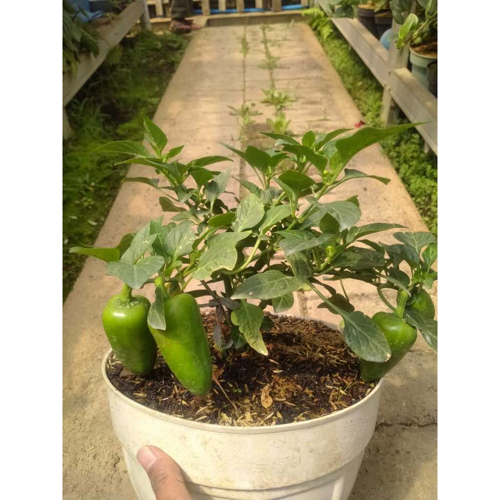 Jual bibit tanaman CABE JALAPHENO-cabe mexico/cabe chipotle paper ...
