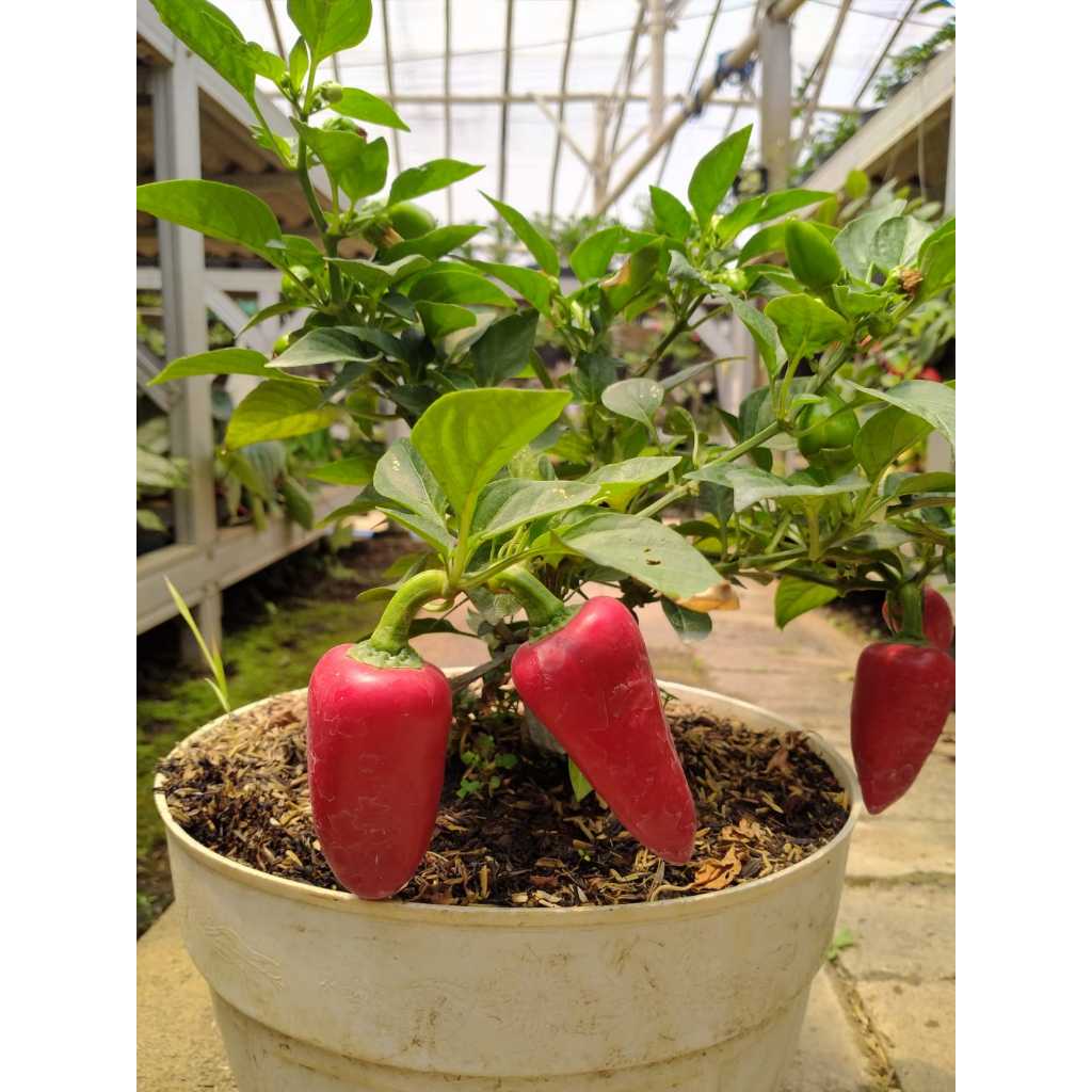 Jual bibit tanaman CABE JALAPHENO-cabe mexico/cabe chipotle paper ...