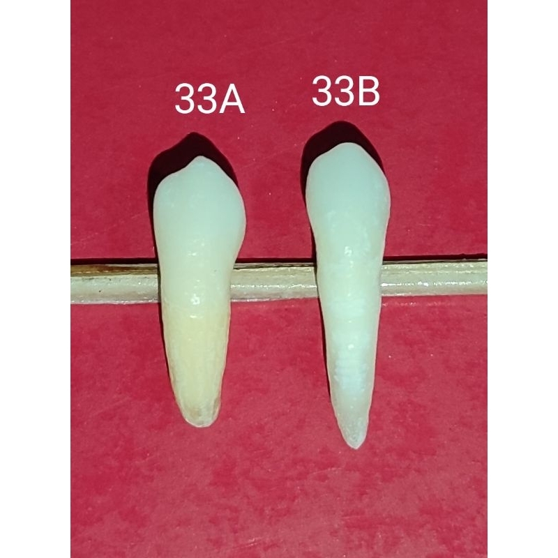 Jual Gigi Kaninus Rahang Bawah Kiri (Gigi 33) - Gigi Asli - Gigi