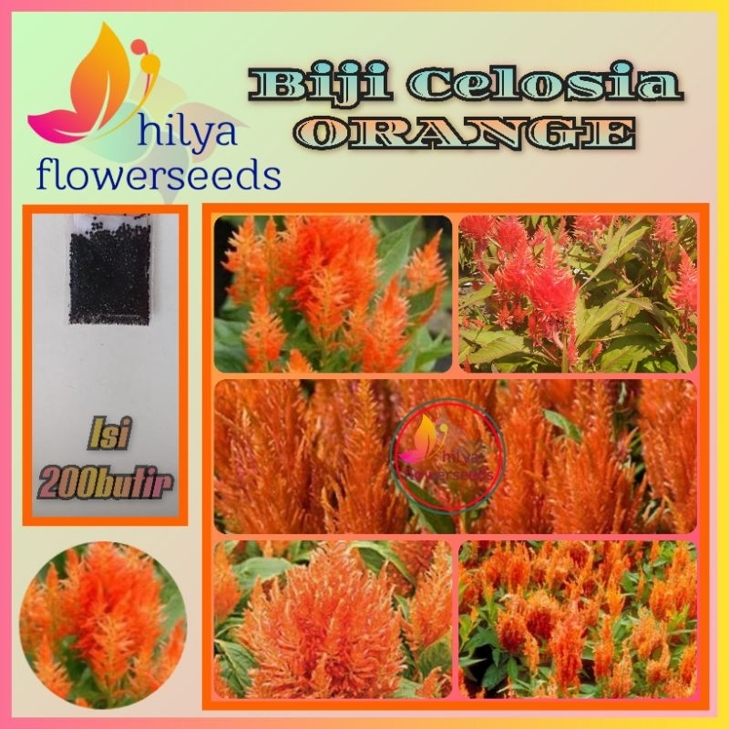Jual Taman Bunga Celosia Terlengkap & Harga Terbaru Oktober 2026 ...