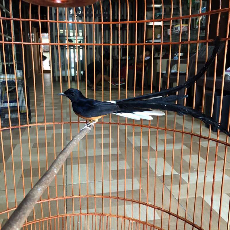 Jual Murai Batu Ekor Panjang 28,3 cm | Shopee Indonesia