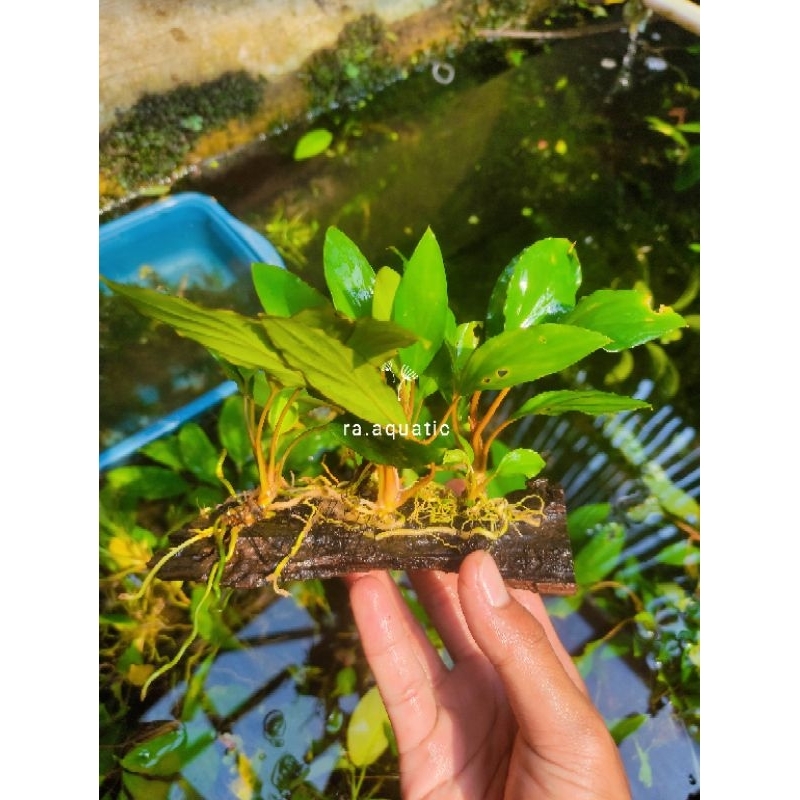 Jual kayu rentek Anubias sp tanaman aquascape | Shopee Indonesia