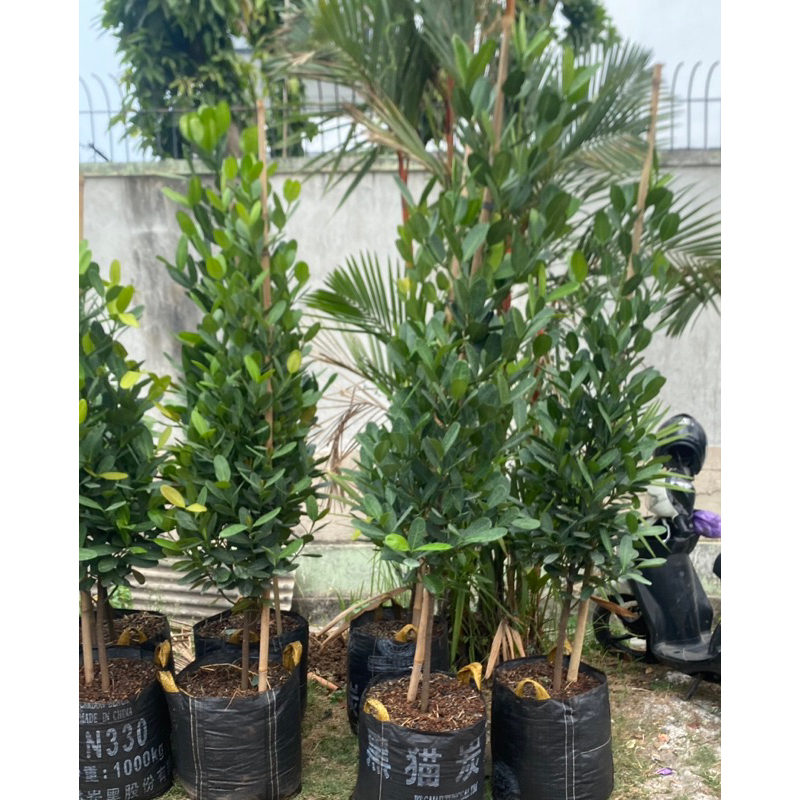 Jual Pohon Garcinia fukugi / POHON GARCINIA / NANGKA TAIWAN | Shopee ...