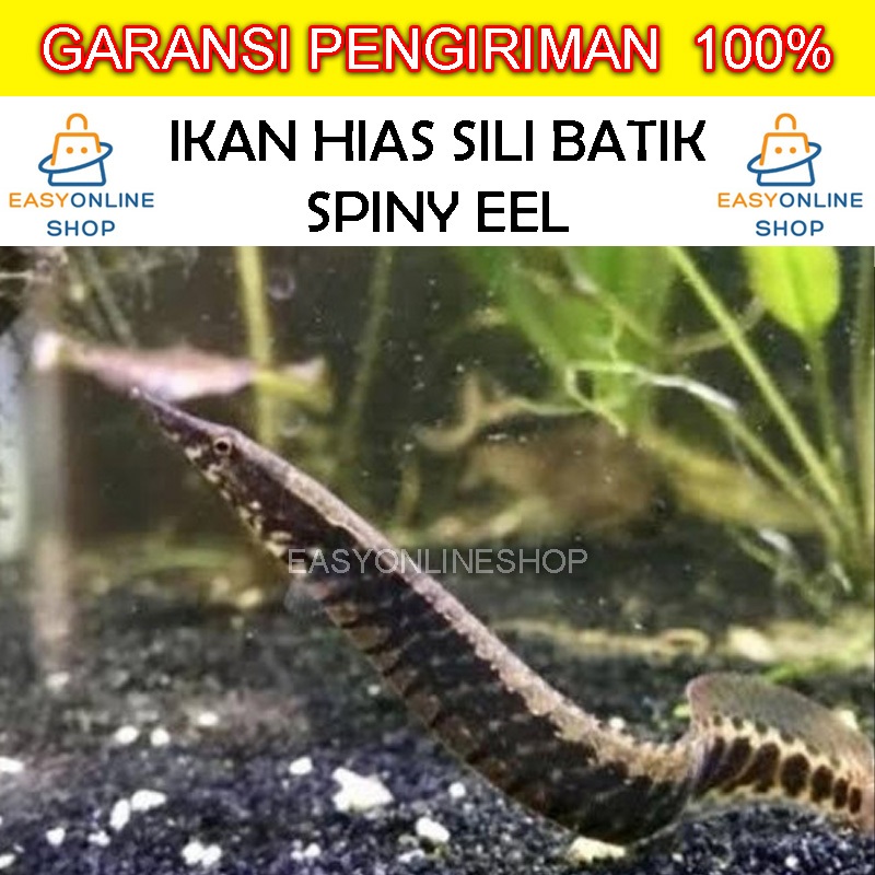 Jual Ikan Hias Sili Batik Half Banded Spiny Eel / Sili Bambu / Ikan