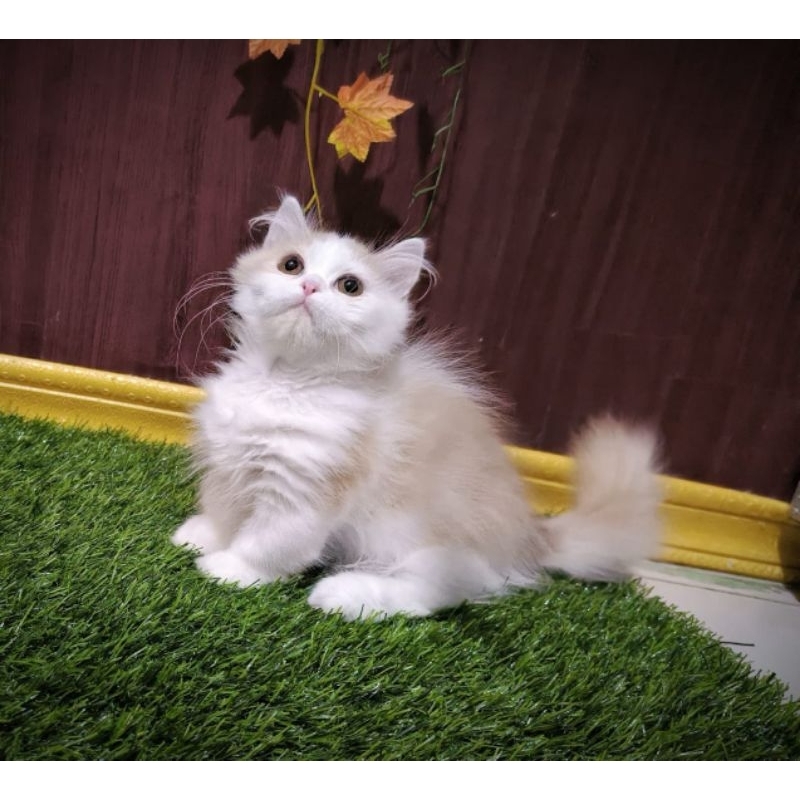 Jual kucing munchkin/kinkalow/kaki pendek | Shopee Indonesia