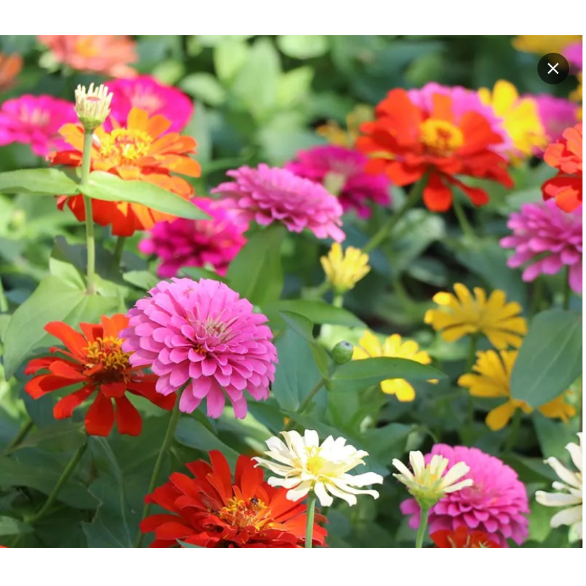 Jual BIJI BENIH BUNGA ZINNIA MIX COLOR BUNGA MINI ZINNIA BUNGA KERTAS ...