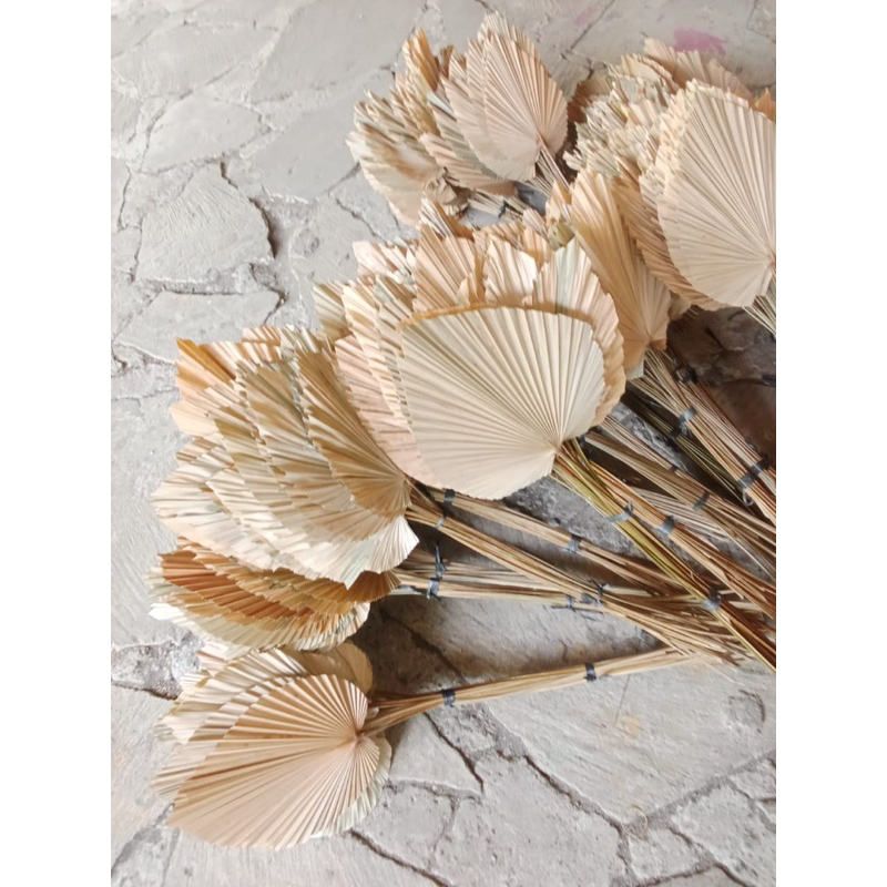Jual Daun Palem Mini Bleacing ranting Ranting Putih Hiasan Rumah ...