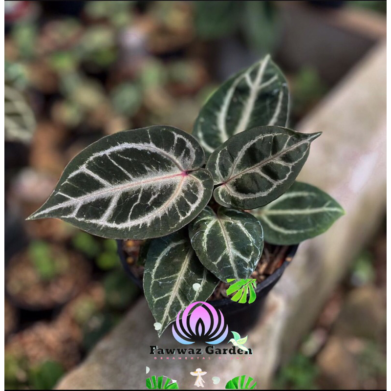 King of spades x Red crystalinum（Anthurium HURC King of