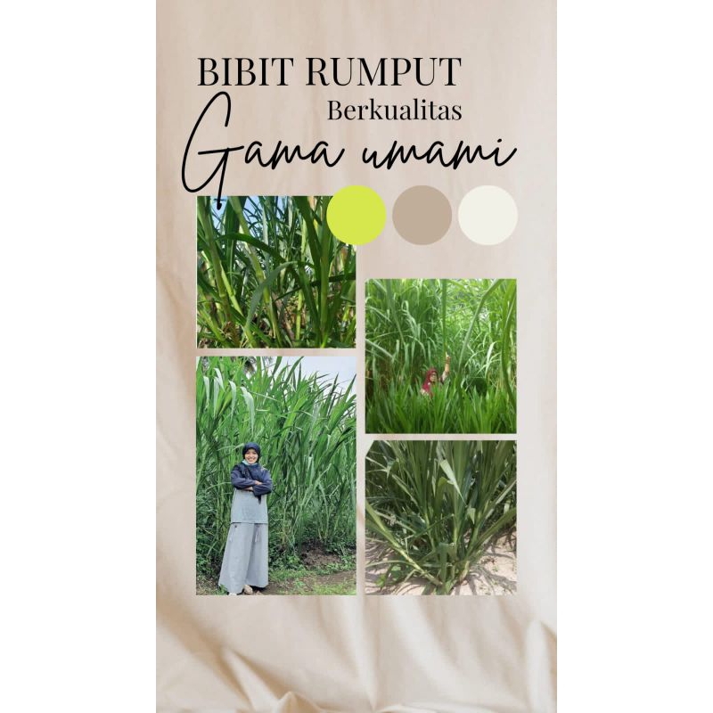 Jual Bibit Rumput Gama Umami Murah Shopee Indonesia