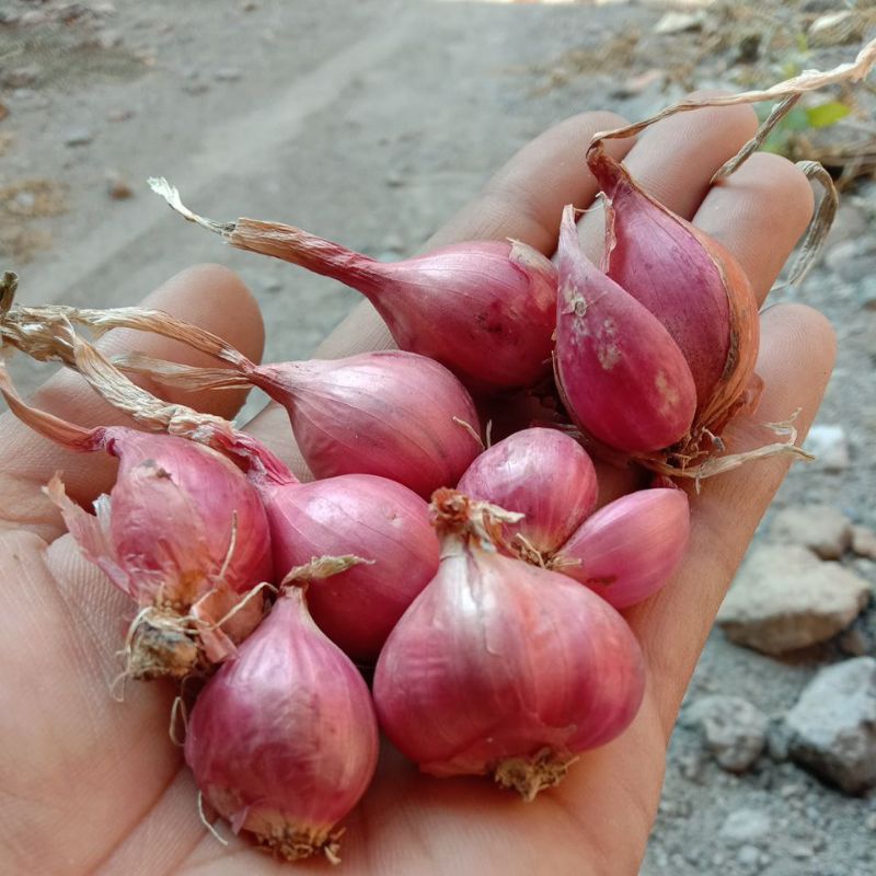 Jual Brambang Bawang Merah Kering Garing Ecer Eceran Lokal Asli Super