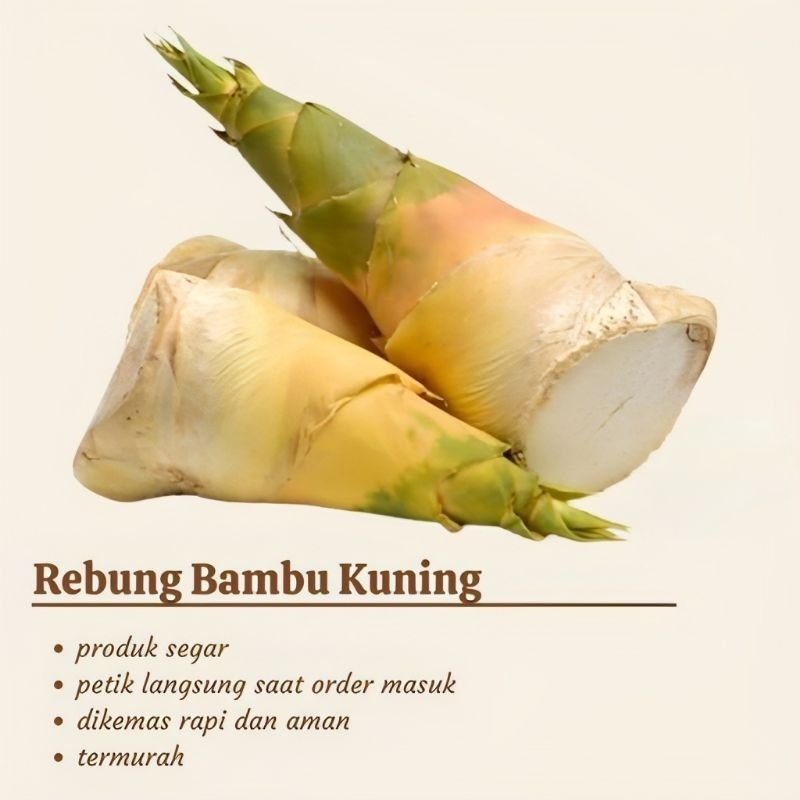 Jual rebung bambu kuning per batang | Shopee Indonesia