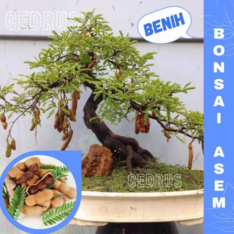 Jual Benih Bonsai Asam Biji Pohon Asem Jawa Shopee Indonesia