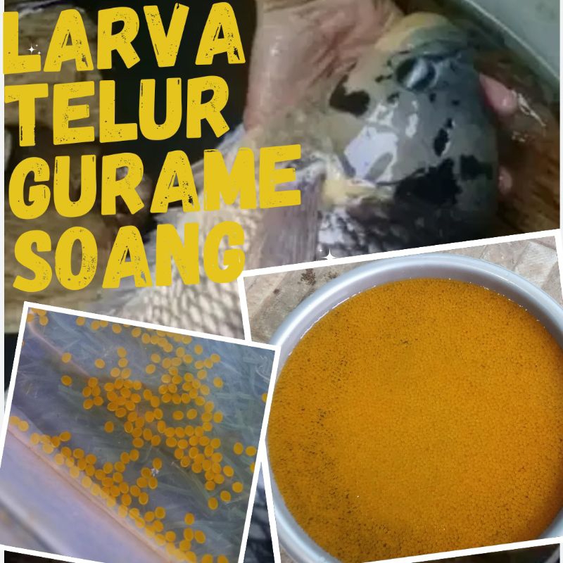 Jual Telur Gurame Soang Paket Butir Larva Bibit Gurame Soang Shopee Indonesia