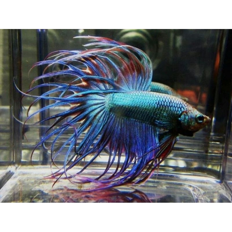 Jual SERIT CT SIZE M++/L | Shopee Indonesia