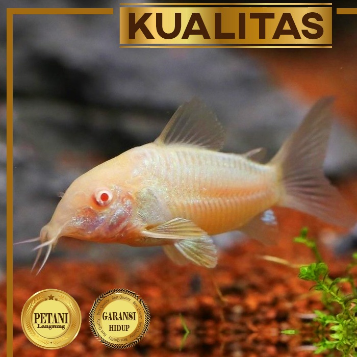 Jual Corydoras Putih Mata Merah Ikan Hias Hiasan Aquarium Tanaman Air